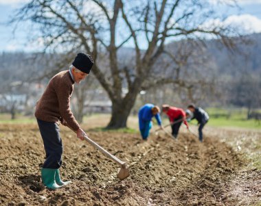 Patates yumrular Ekim insanlar