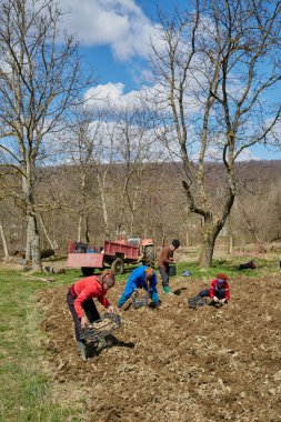 İnsanlar patates Ekim
