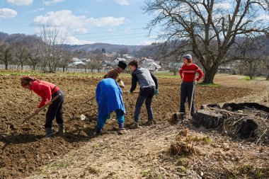 Patates yumrular Ekim insanlar