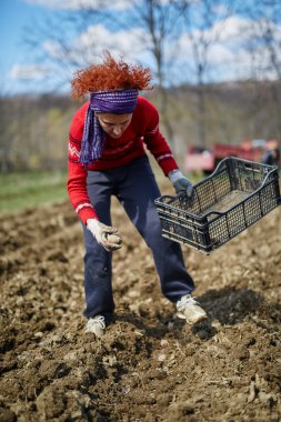 Kadın patates Ekim