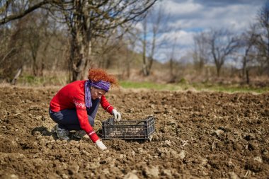 Kadın patates Ekim
