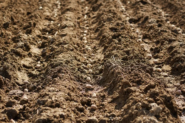 Aardappelen op rijen in geploegd bodem — Stockfoto