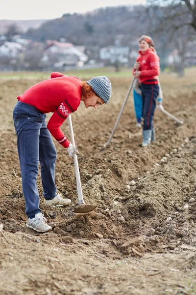 People sowing potato tubers — Stock Photo, Image