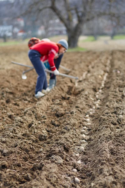 İnsanlar patates Ekim
