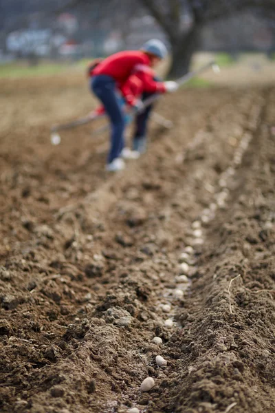 Pessoas que semeiam tubérculos de batata — Fotografia de Stock
