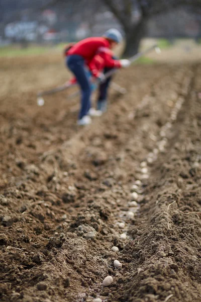 Mensen zaaien aardappelknollen — Stockfoto