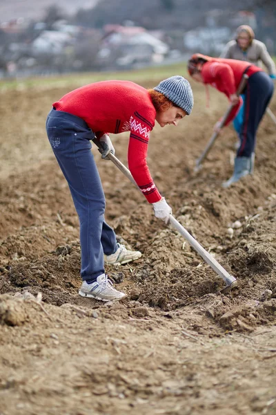 Mensen zaaien aardappelknollen — Stockfoto