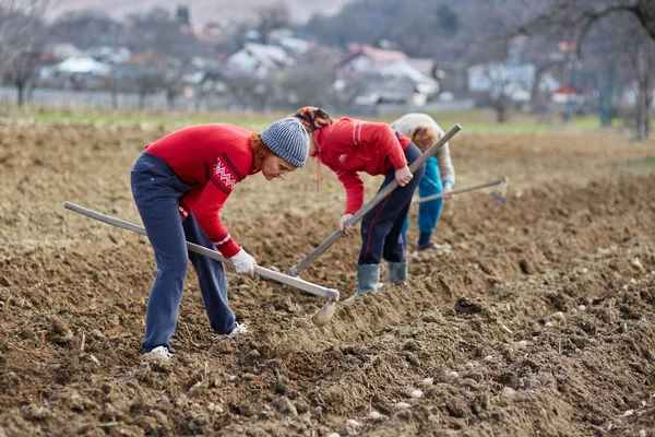 Persone che seminano tuberi di patate — Foto Stock