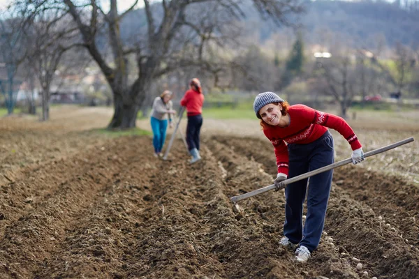 Personnes qui plantent des tubercules de pomme de terre — Photo