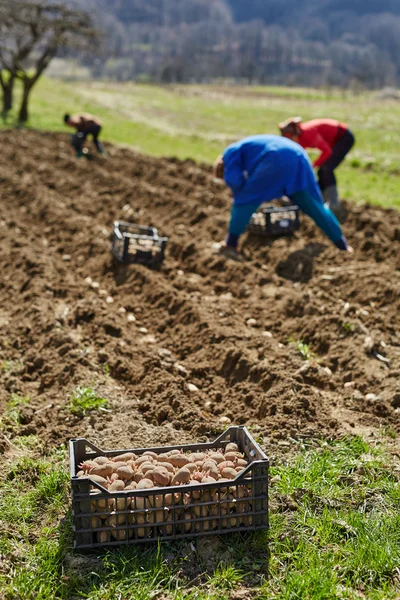 Persone che seminano tuberi di patate — Foto Stock