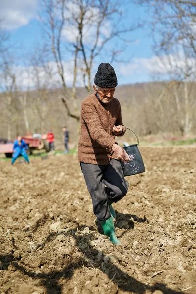 Uomo anziano diffondere fertilizzante sulla patata — Foto Stock