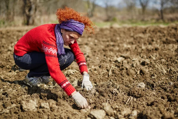 Frau sät Kartoffelknollen — Stockfoto