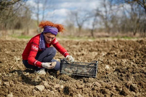 Frau sät Kartoffelknollen — Stockfoto