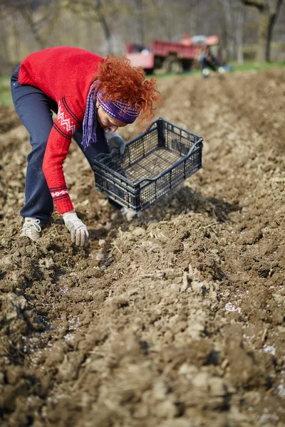 Kadın patates Ekim