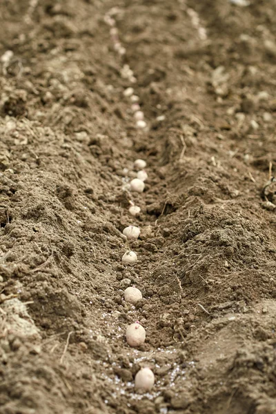 Potatis på rader i upplöjd jord — Stockfoto