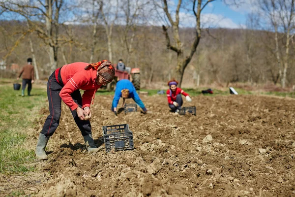 İnsanlar patates Ekim