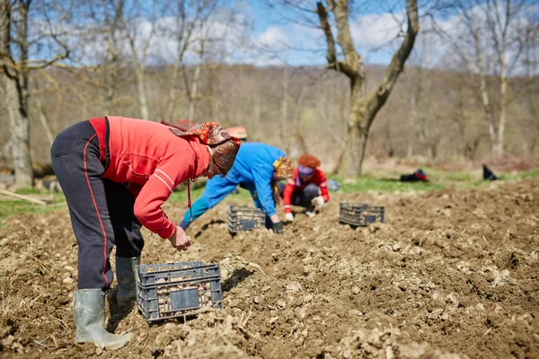 Persone che seminano patate — Foto Stock