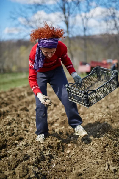 ᐈ Persona sembrando imágenes de stock, fotos personas sembrando papas