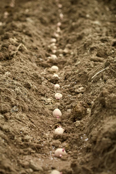 Patateslerin üzerine sürülmüş toprak satırlara — Stok fotoğraf