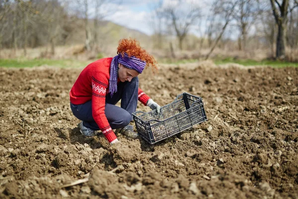 Kadın patates Ekim