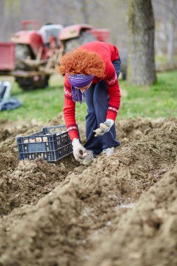Kadın patates Ekim