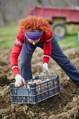 Kadın patates Ekim