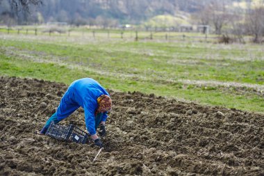 Kadın patates Ekim