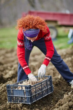 Köylü kadın patates yetiştiriciliği
