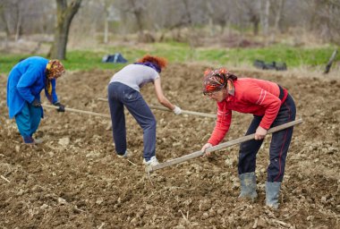 Aile köylülerin patates yetiştiriciliği