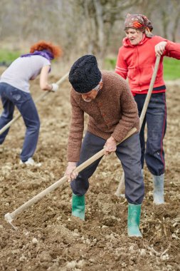 Aile köylülerin patates yetiştiriciliği