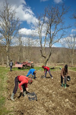 Aile köylülerin patates yetiştiriciliği