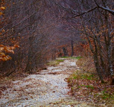 Küçük nehir kayın ormanın içinden akan