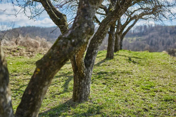 Äppelträd i en fruktträdgård — Stockfoto