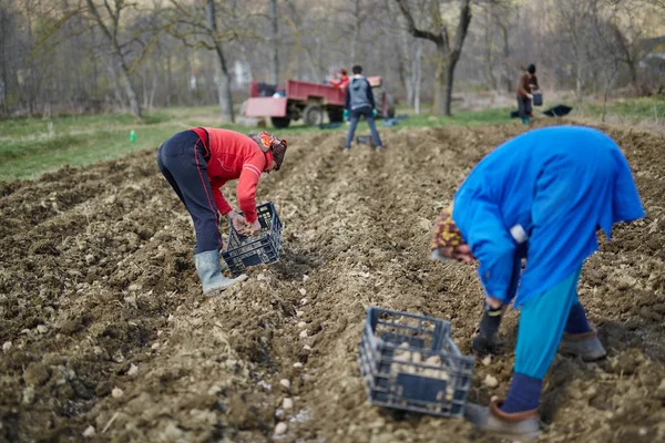 Família de camponeses plantando batatas — Fotografia de Stock