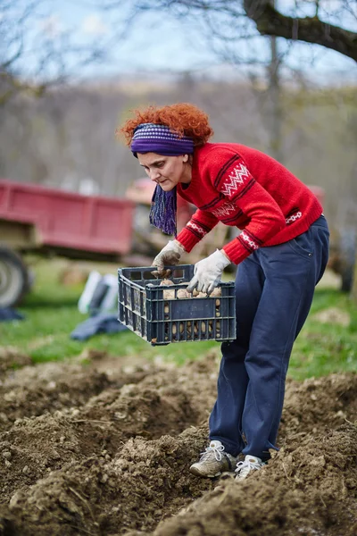 Kadın patates Ekim