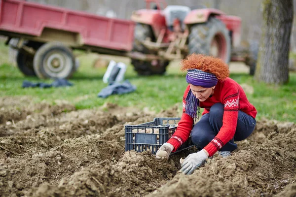 Kadın patates Ekim