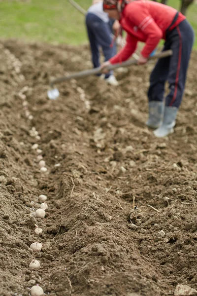 Família de camponeses semeando batatas — Fotografia de Stock