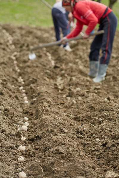 Family of peasants sowing potatoes