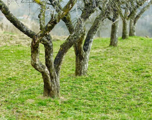 Manzanos en un huerto — Foto de Stock