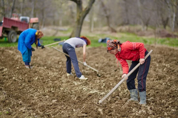 Familia de campesinos cultivando patatas —  Fotos de Stock