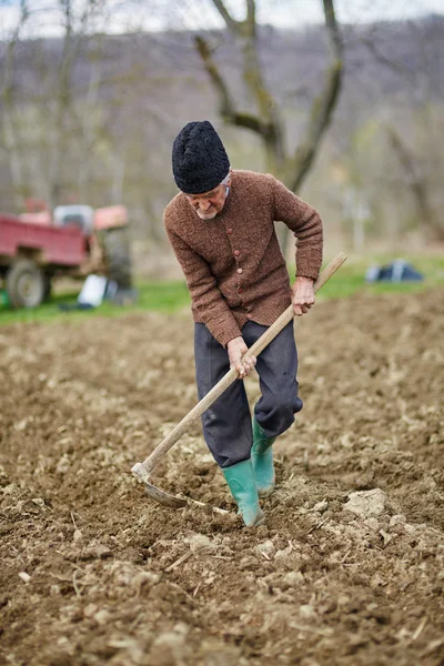 Homem sênior semeando batatas — Fotografia de Stock