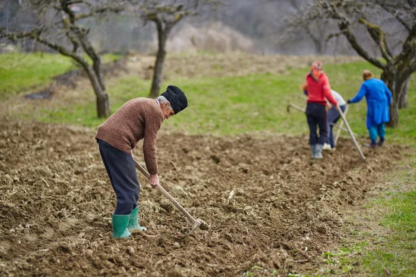 Семья крестьян, сеющих картофель — стоковое фото
