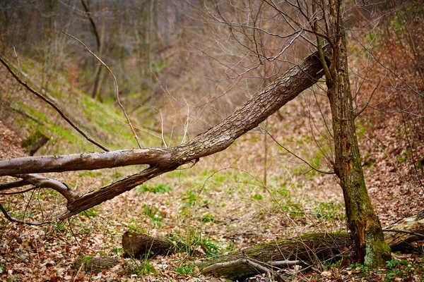 Umgestürzte Bäume im Wald im Frühling — Stockfoto
