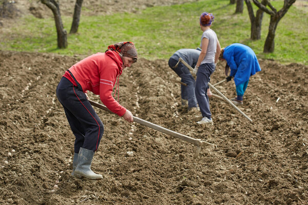 Family of peasants cultivating potatoes