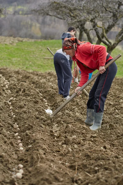Aile köylülerin patates yetiştiriciliği
