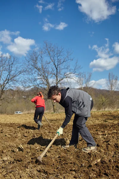 Family of peasants sowing potatoes — Stock Photo, Image