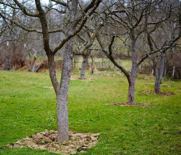 Árvores de ameixa velhas em um pomar — Fotografia de Stock