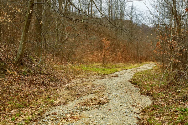 Il letto di un fiume prosciugato attraverso la foresta — Foto Stock