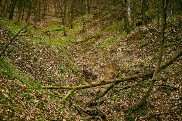 Árboles caídos en un bosque en primavera —  Fotos de Stock