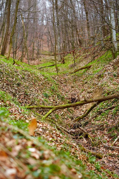 Fallen trees in a forest on springtime — Stock Photo, Image